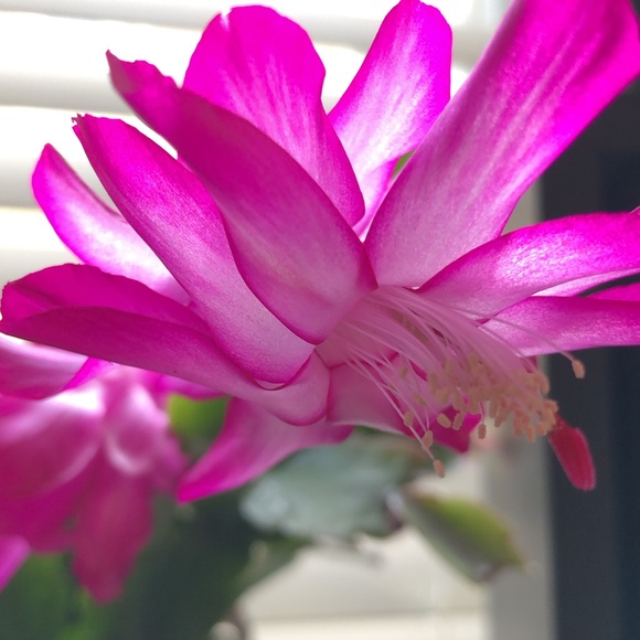 Meet your Posher, Kelso - Picture 3 of 3